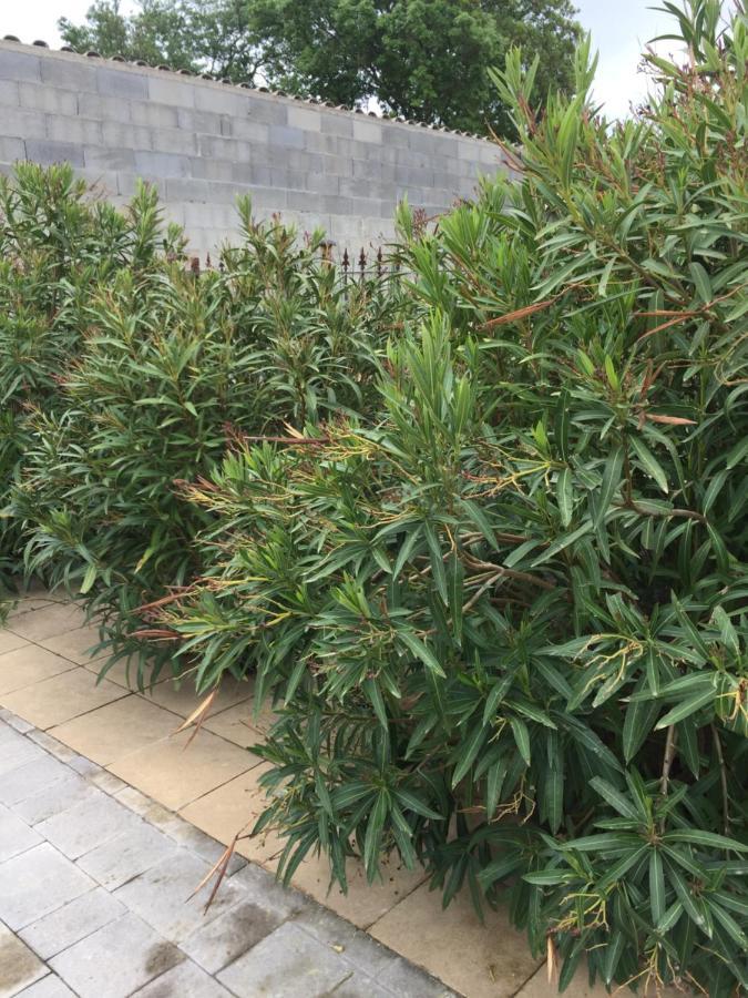 Chambre Spacieuse Independante Dans Villa Plus Parking Privee Le Cannet Dış mekan fotoğraf